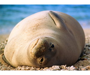 My First Monk Seal