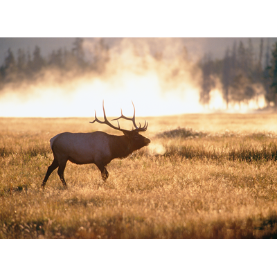 Essence of the Yellowstone Elk Rut